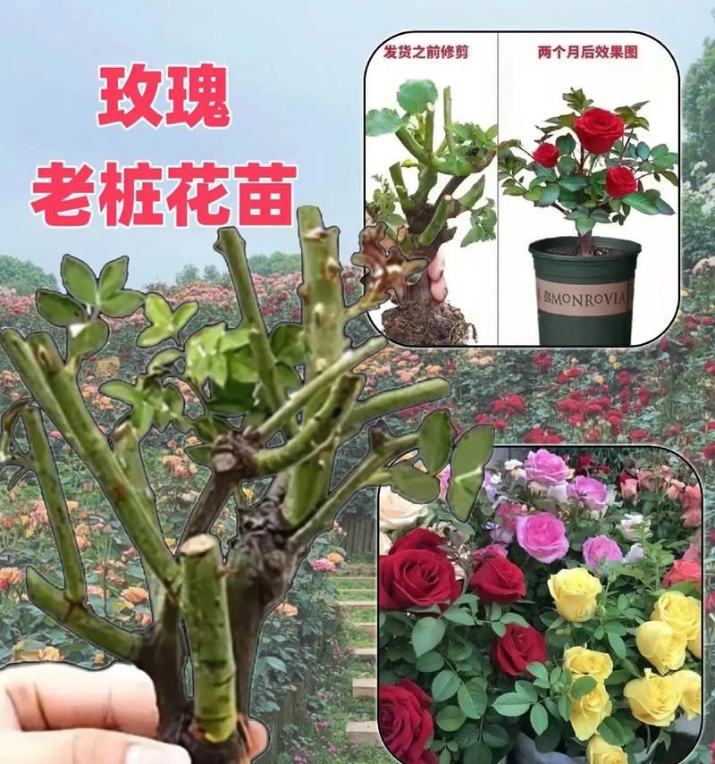 玫瑰花桩发芽后修剪方法是什么？
