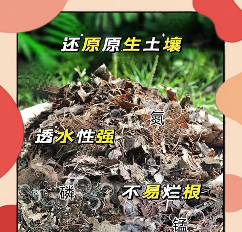 君子兰叶子烂掉的原因是什么？