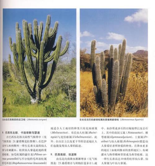 掰掉的仙人掌种植方法是什么？