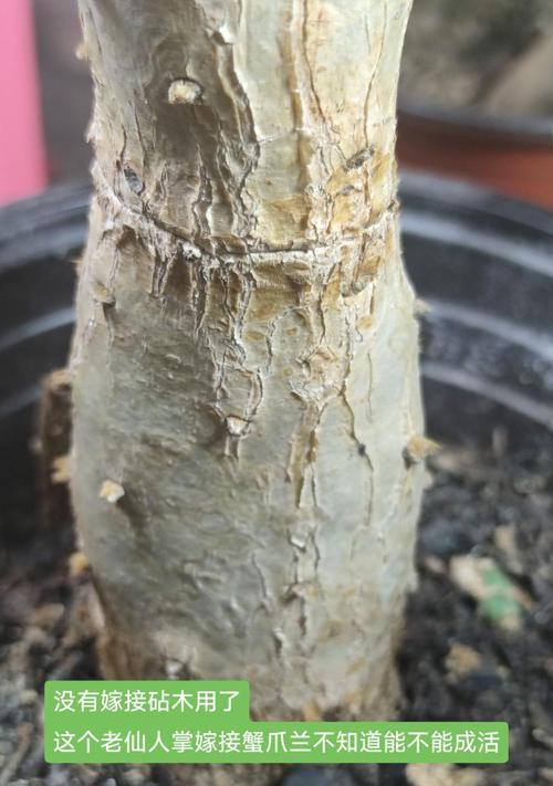 掰掉的仙人掌种植方法是什么？