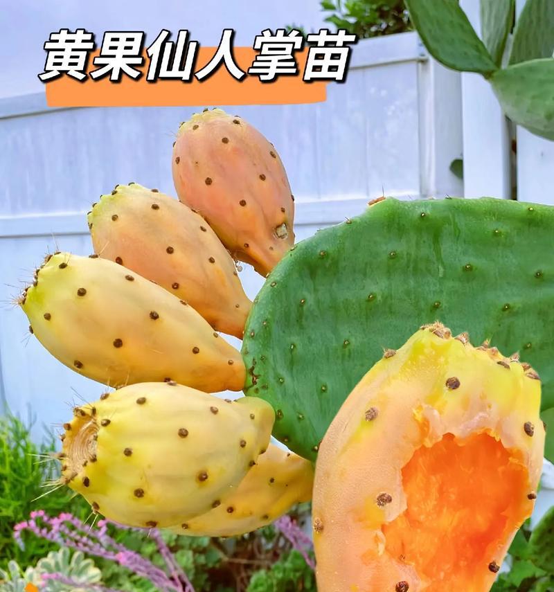 掰掉的仙人掌种植方法是什么？