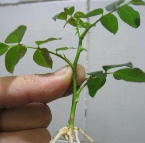 无防腐玫瑰花的正确养护方法是什么？