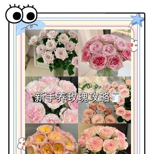 无防腐玫瑰花的正确养护方法是什么？