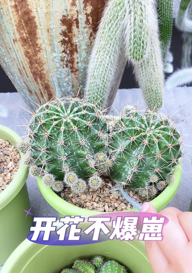 仙人球缺木时应如何正确养护？