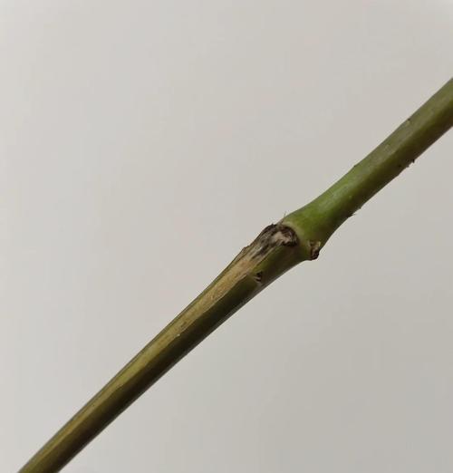 玫瑰花枯萎变黑的原因及预防措施是什么？