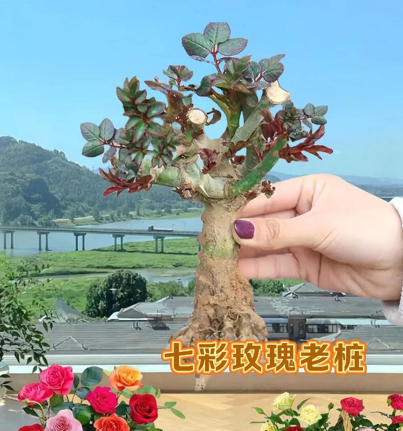 玫瑰花嫁接的正确步骤是什么？需要哪些工具和材料？