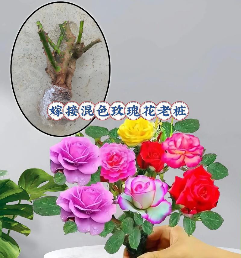 玫瑰花嫁接的正确步骤是什么？需要哪些工具和材料？