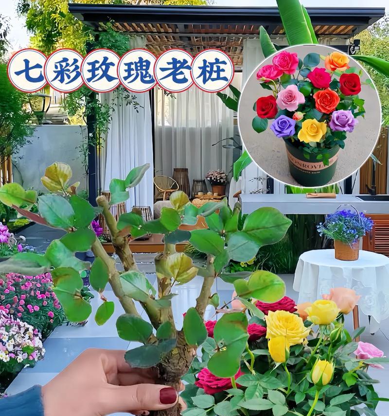 玫瑰花嫁接的正确步骤是什么？需要哪些工具和材料？