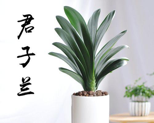 君子兰小苗盆栽的养护管理方法是什么？