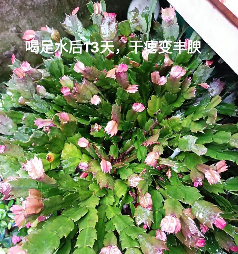 仙人球发黄是什么原因？如何有效处理？