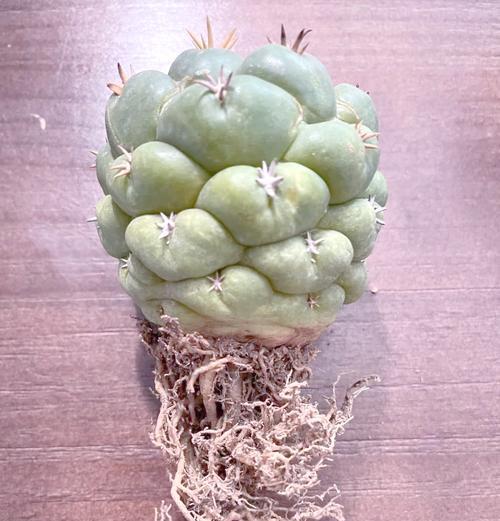碧岩玉仙人球繁殖方法有哪些？