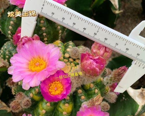 碧岩玉仙人球繁殖方法有哪些？