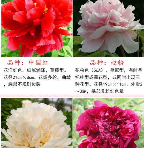 重瓣牡丹花小苗盆栽的养护方法是什么？有哪些特别的注意事项？