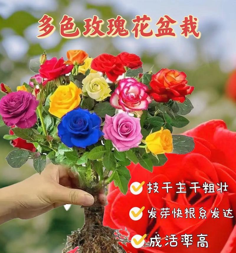 足够美的玫瑰花如何养活？有哪些关键养护要点？