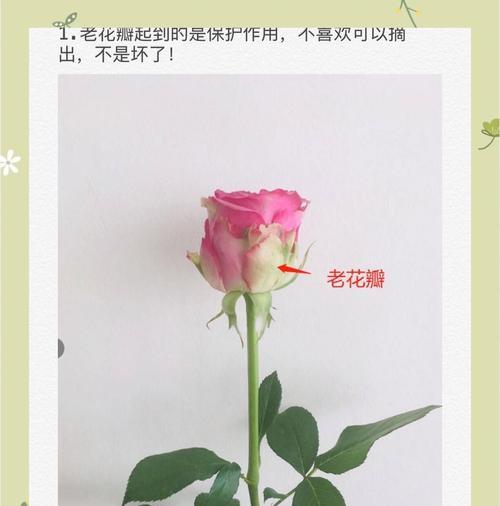 巨型玫瑰花的养护要点有哪些？