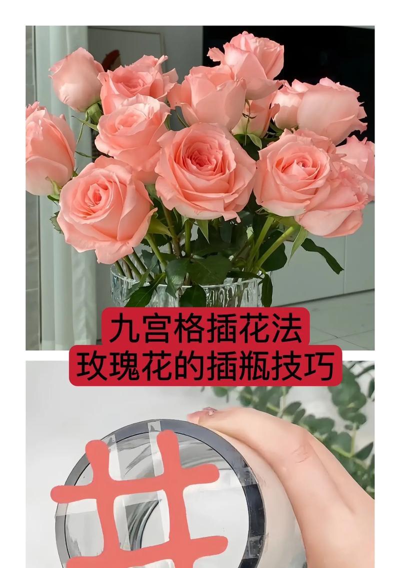 巨型玫瑰花的养护要点有哪些？