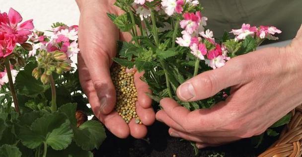 玫瑰花肥料的正确使用方法是什么？如何避免过量施肥？