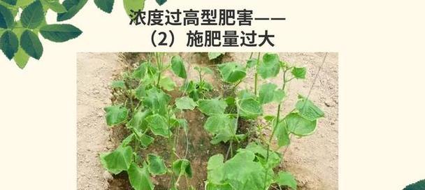 玫瑰花肥料的正确使用方法是什么？如何避免过量施肥？