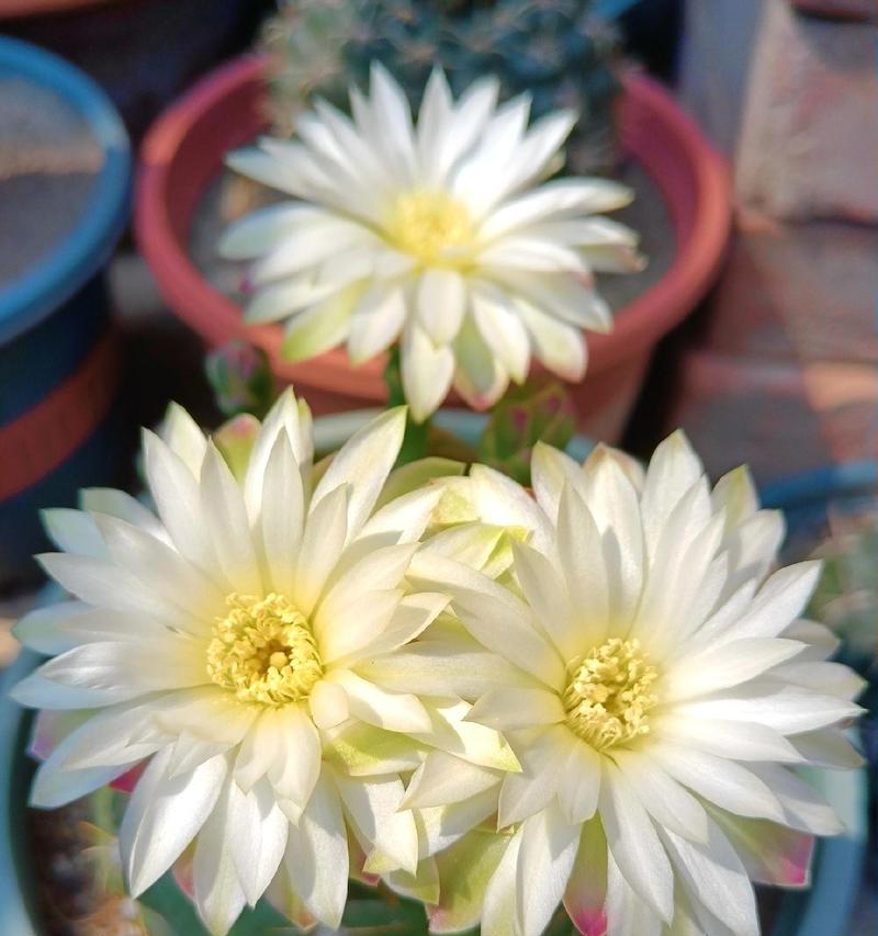 美花海王仙人球的繁殖方法是什么？需要注意什么？