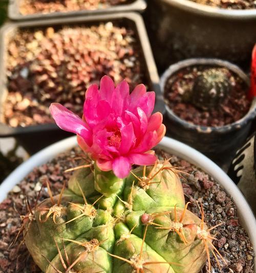 美花海王仙人球的繁殖方法是什么？需要注意什么？
