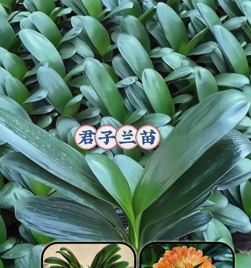 君子兰大苗黑金刚的养护要点是什么？