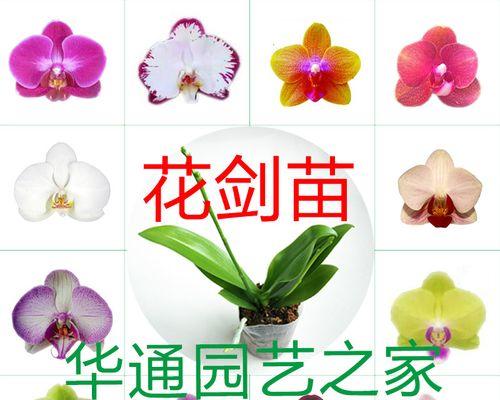 君子兰大苗黑金刚的养护要点是什么？