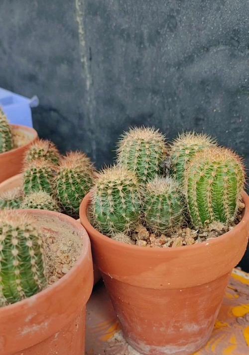 仙人球盆栽开花爆盆的处理方法是什么？