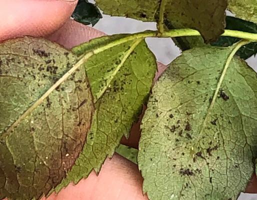 种植玫瑰花时出现小蜘蛛的原因是什么？