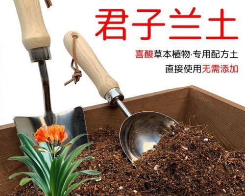 君子兰与土壤混合的正确方法是什么？
