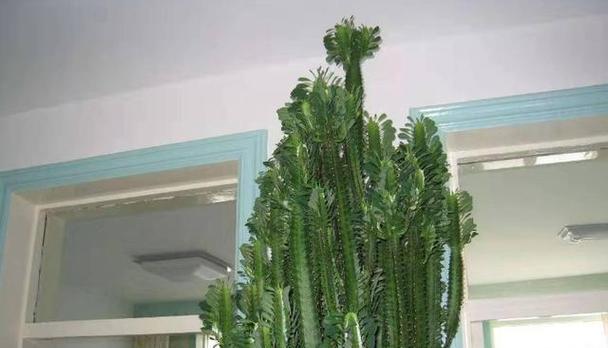 如何养仙人掌龙骨才能开花？