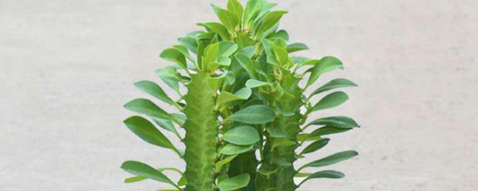如何养仙人掌龙骨才能开花？