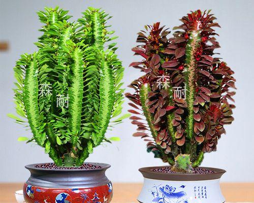 如何养仙人掌龙骨才能开花？
