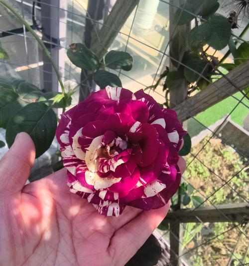 玫瑰花枝条受损如何修复？有哪些有效的修复方法？