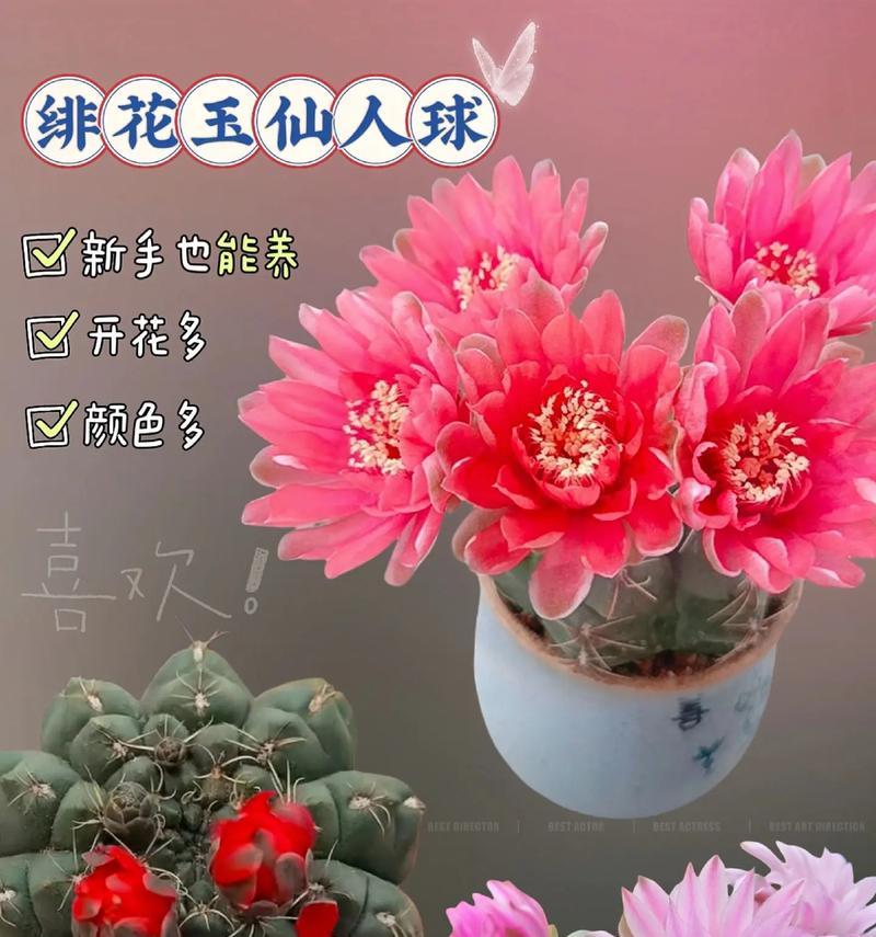 仙人球绿牡丹开花期需要特别注意什么？