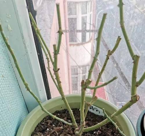 玫瑰花浇水用什么好呢？如何正确浇水？