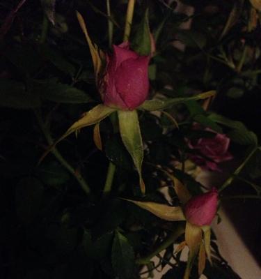玫瑰花顶端花苞发黑的可能原因是什么？