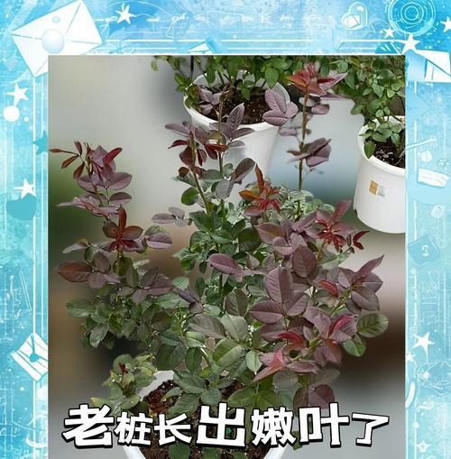 玫瑰花顶端花苞发黑的可能原因是什么？