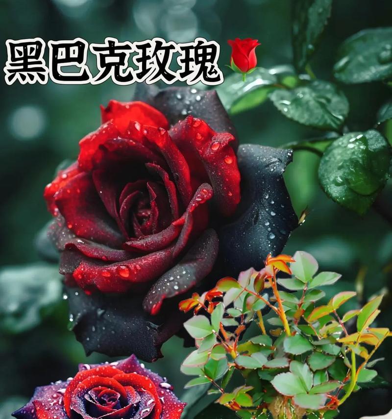 玫瑰花顶端花苞发黑的可能原因是什么？