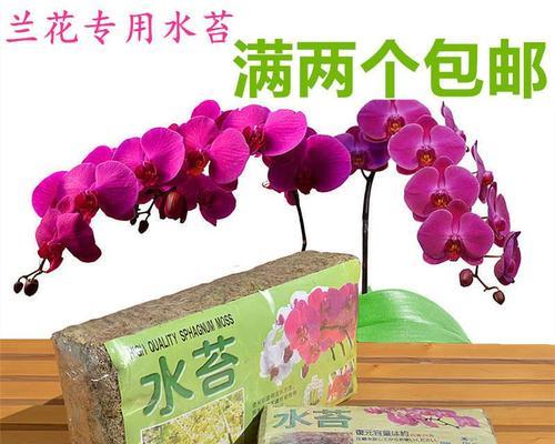 君子兰种植时土应该埋到什么位置？怎样才能让君子兰生长得更好？