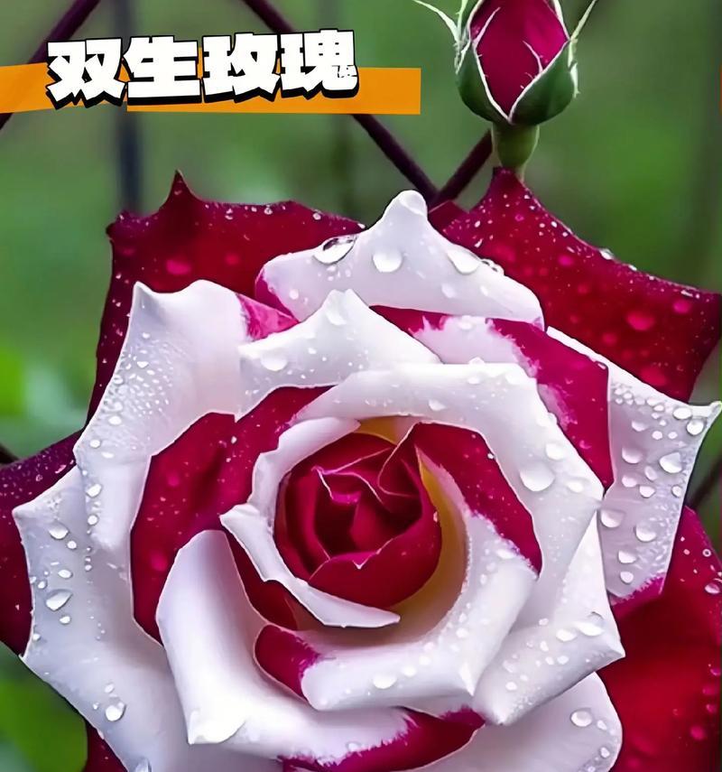 除了玫瑰花外，还有哪些适合种植的植物？