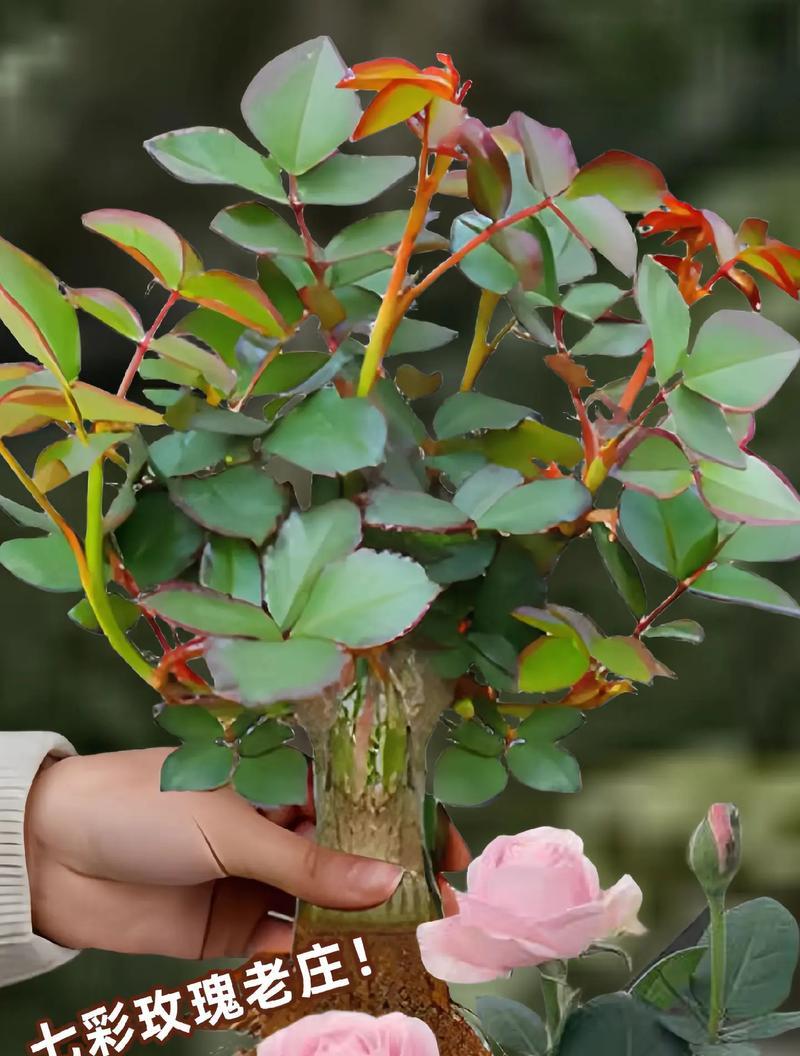 除了玫瑰花外，还有哪些适合种植的植物？