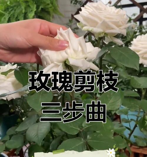 鲜玫瑰花的保存和修剪技巧有哪些？