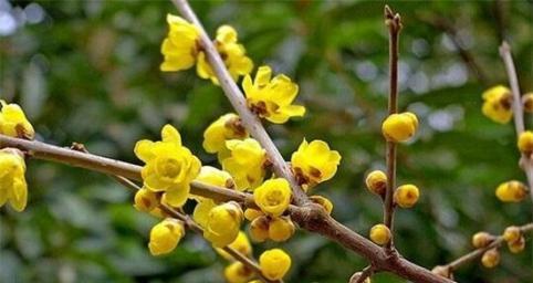 维语中玫瑰花冬季养护的最佳方法是什么？
