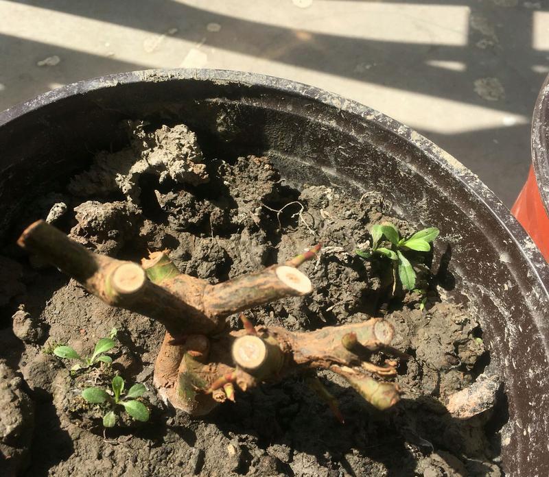 干枯玫瑰花如何复原？正确的养护方法是什么？