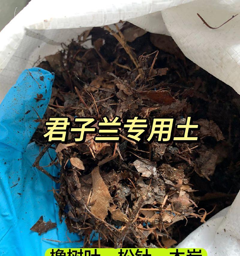 店里的君子兰养护方法是什么？