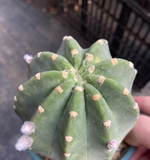 店里的君子兰养护方法是什么？
