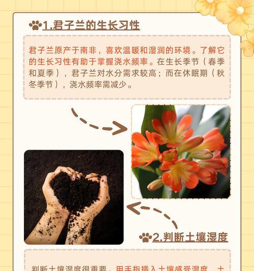 君子兰养护管理的要点有哪些？