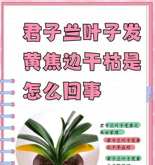 君子兰养护管理的要点有哪些？