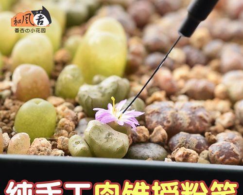 生花石仙人球的养护技巧有哪些？怎样才能开花？