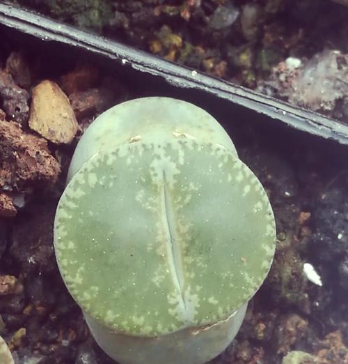 生花石仙人球的养护技巧有哪些？怎样才能开花？
